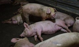 猪哼爆料老林视频大全,揭秘老林视频大全背后的精彩故事